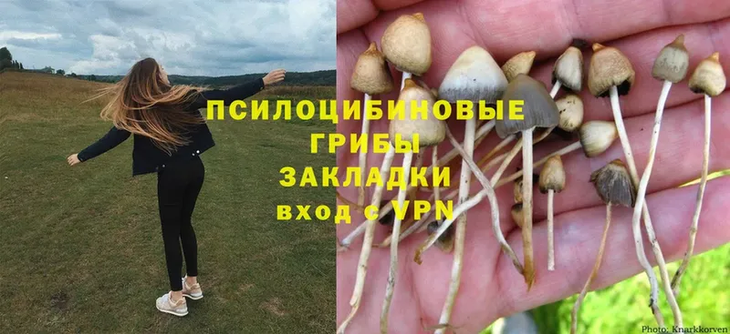 Галлюциногенные грибы Cubensis  Бабушкин 